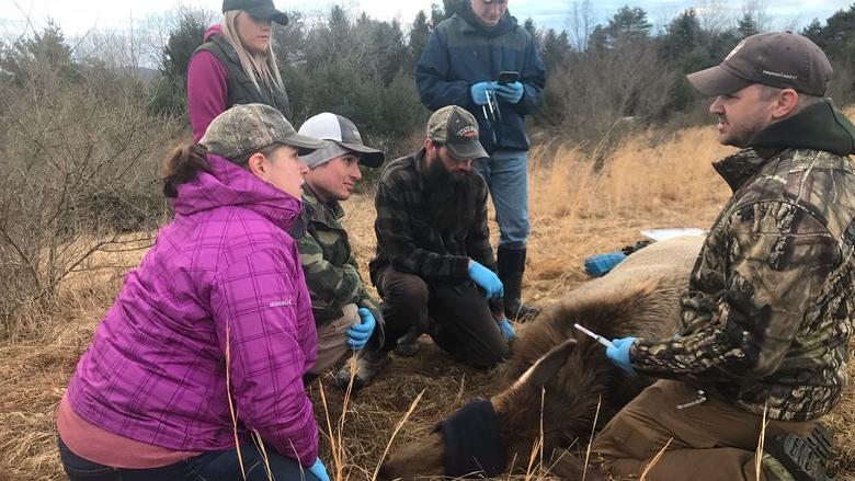 宾夕法尼亚州狩猎委员会的麋鹿生物学家杰里米·班菲尔德说, 左, 带领365英国上市杜波依斯野生动物技术的学生从贝尼泽特附近的一头注射了镇静剂的麋鹿身上收集数据, PA. 